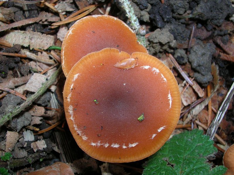 Tubaria furfuracea       (Pers.)     Gillet
